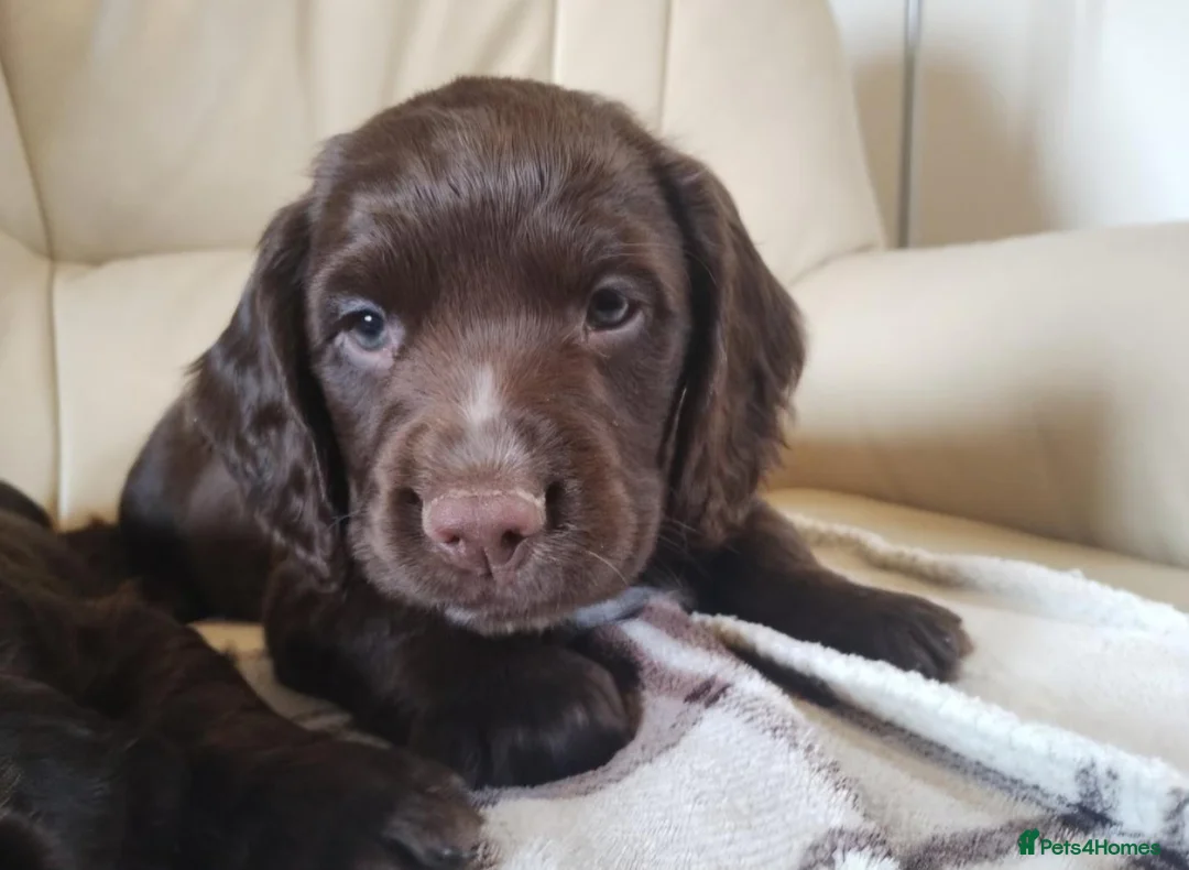 Cocker Spaniel dogs for sale: Rehoming working cocker spaniel  in Walsall - Advert 2