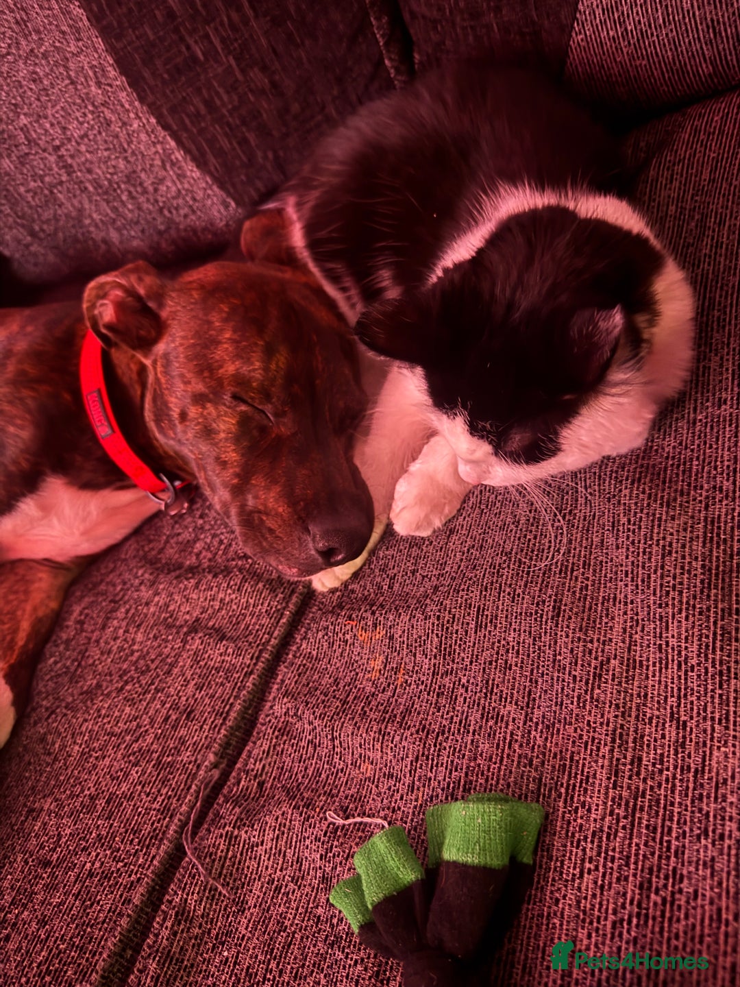 Mixed Breed cats for sale: 9 month old english shorthair  - Advert 2