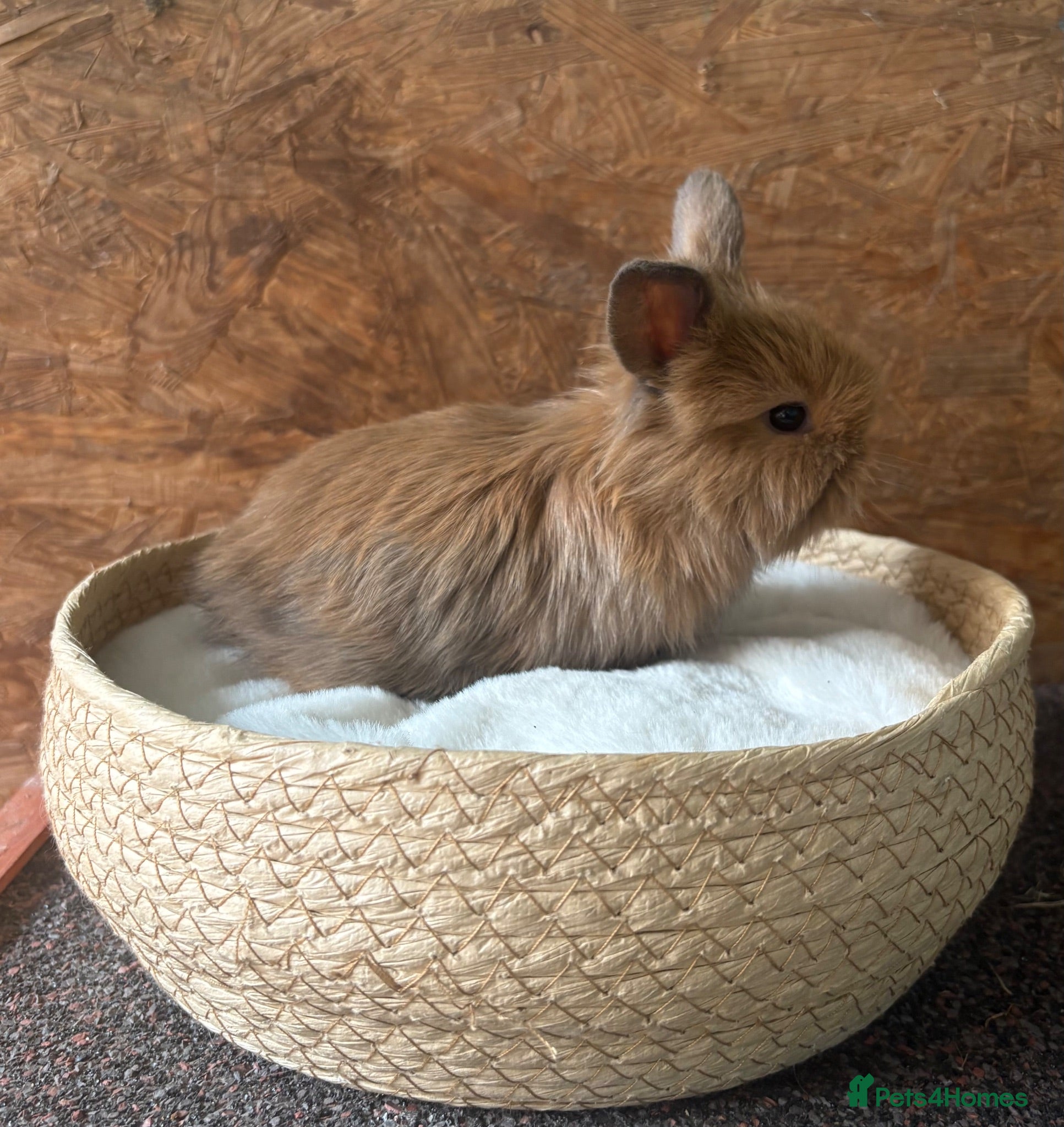 Mini Lion Lop rabbits Mini lion lop available to reserve - Advert 9