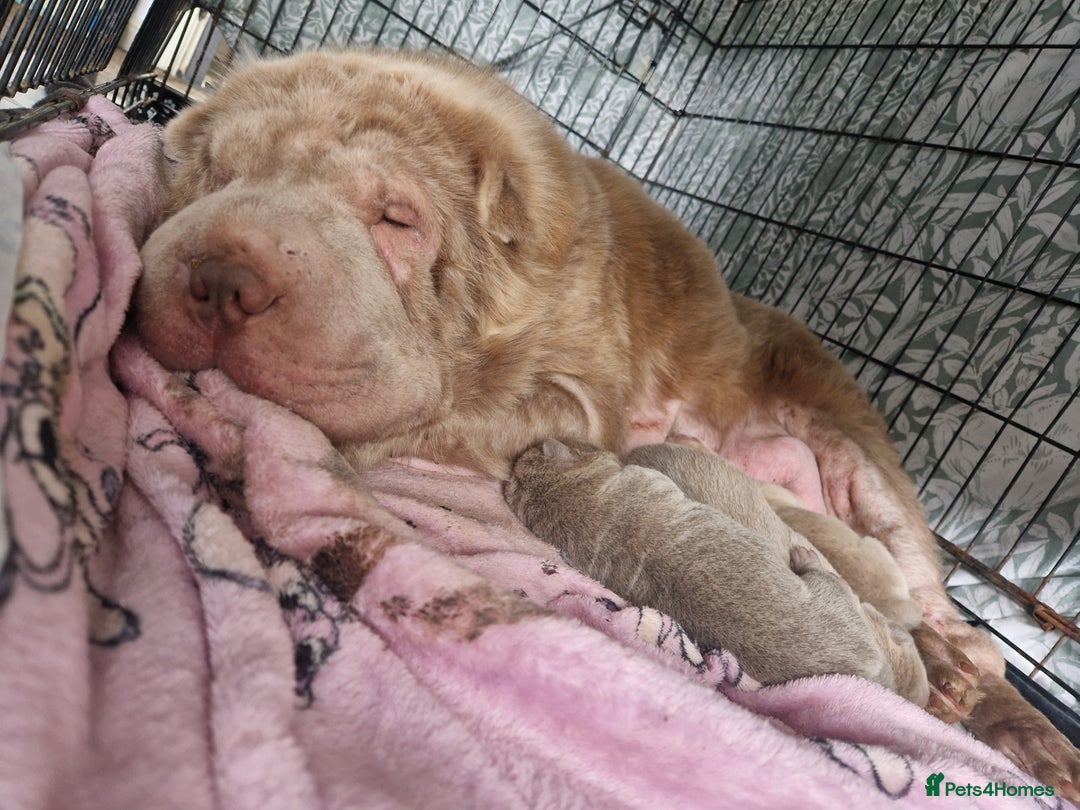 Shar Pei dogs for sale: Male Shar peis - Image 17