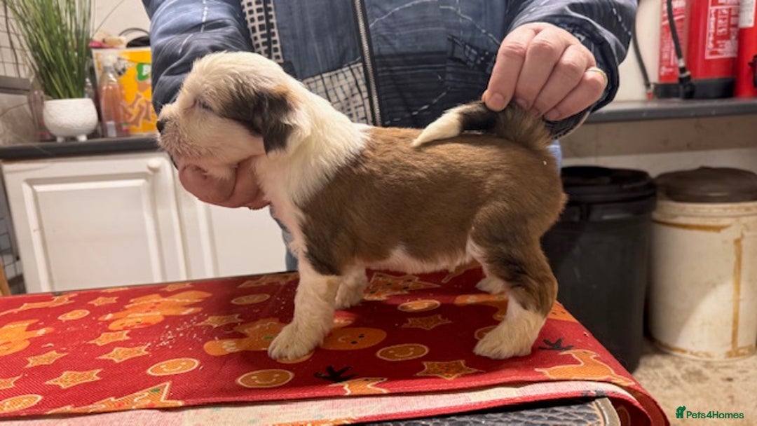 Tibetan Terrier dogs for sale: Araki Tibetan Terriers for Sale - Advert 3