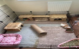 Guinea Pig rodents for sale: Bonded guinea pigs - Image 4