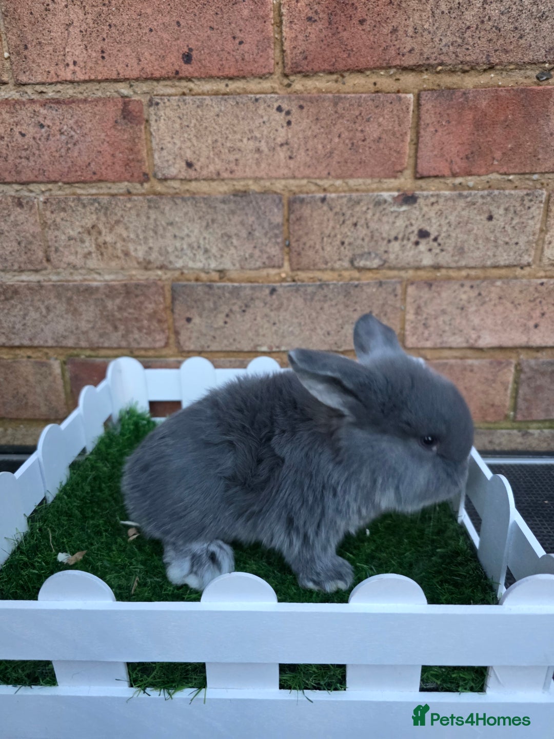 French Lop rabbits for sale: Pure bred French lops - Advert 9