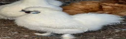 Chickens poultry for sale: White mini silkies  - Advert 5