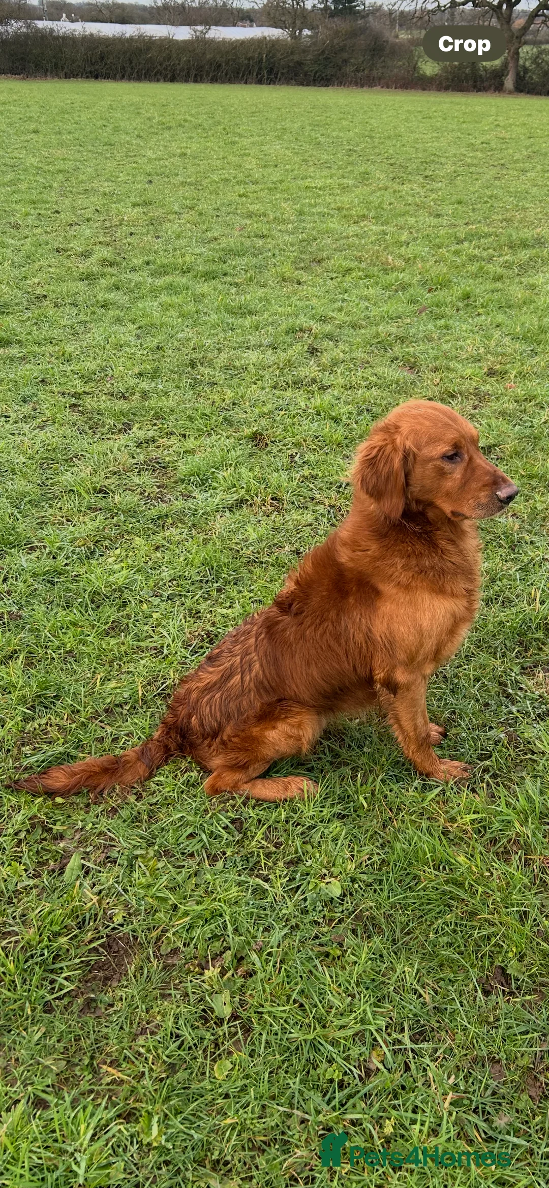Golden Retriever dogs for stud: Extensively  fully health tested kc reg in Market Drayton - Advert 6