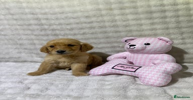 Golden Retriever dogs - Advert 1