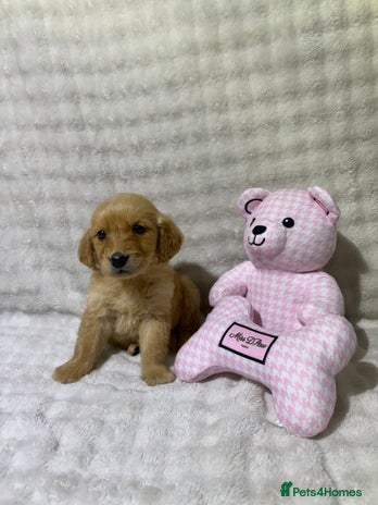 Golden Retriever dogs - Advert 2