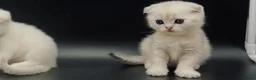 Scottish Fold cats for sale: Fully-vaccinated and TICA-registered Kittens  - Advert 8