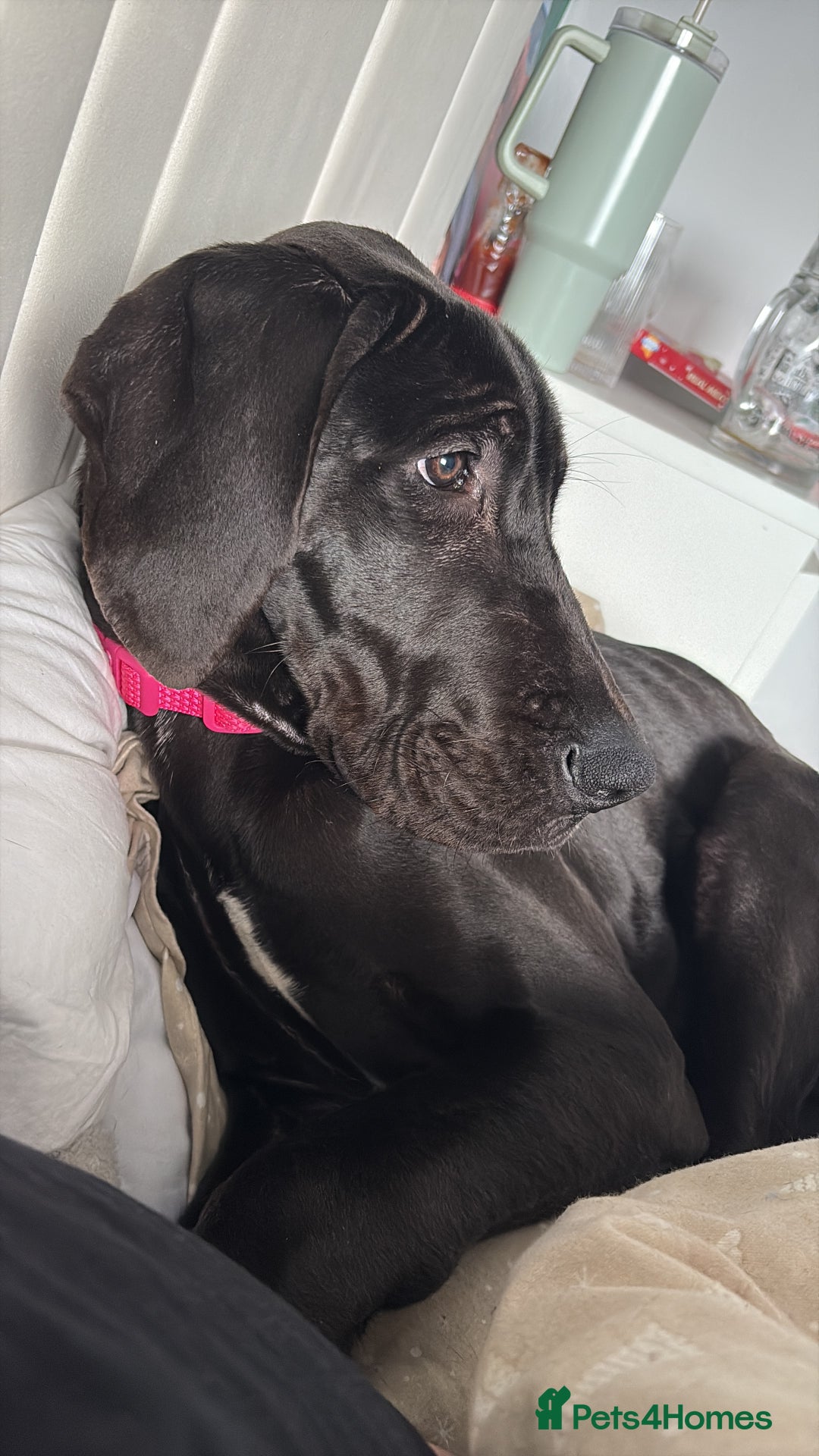 Great Dane dogs for sale: 5 month old Great Dane puppy  - Advert 5