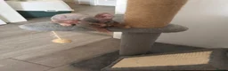 Sphynx cats for sale: Kitten - Advert 34