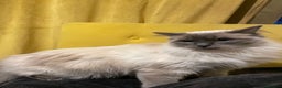 Ragdoll cats for sale: Beautiful Ragdoll Kittens - Advert 6