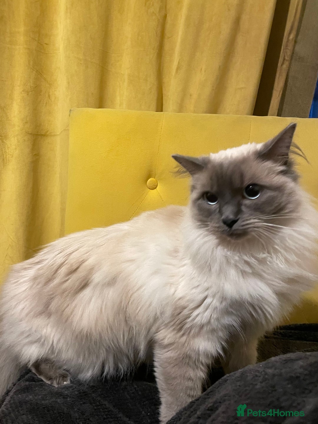 Ragdoll cats for sale: Beautiful Ragdoll Kittens - Advert 6