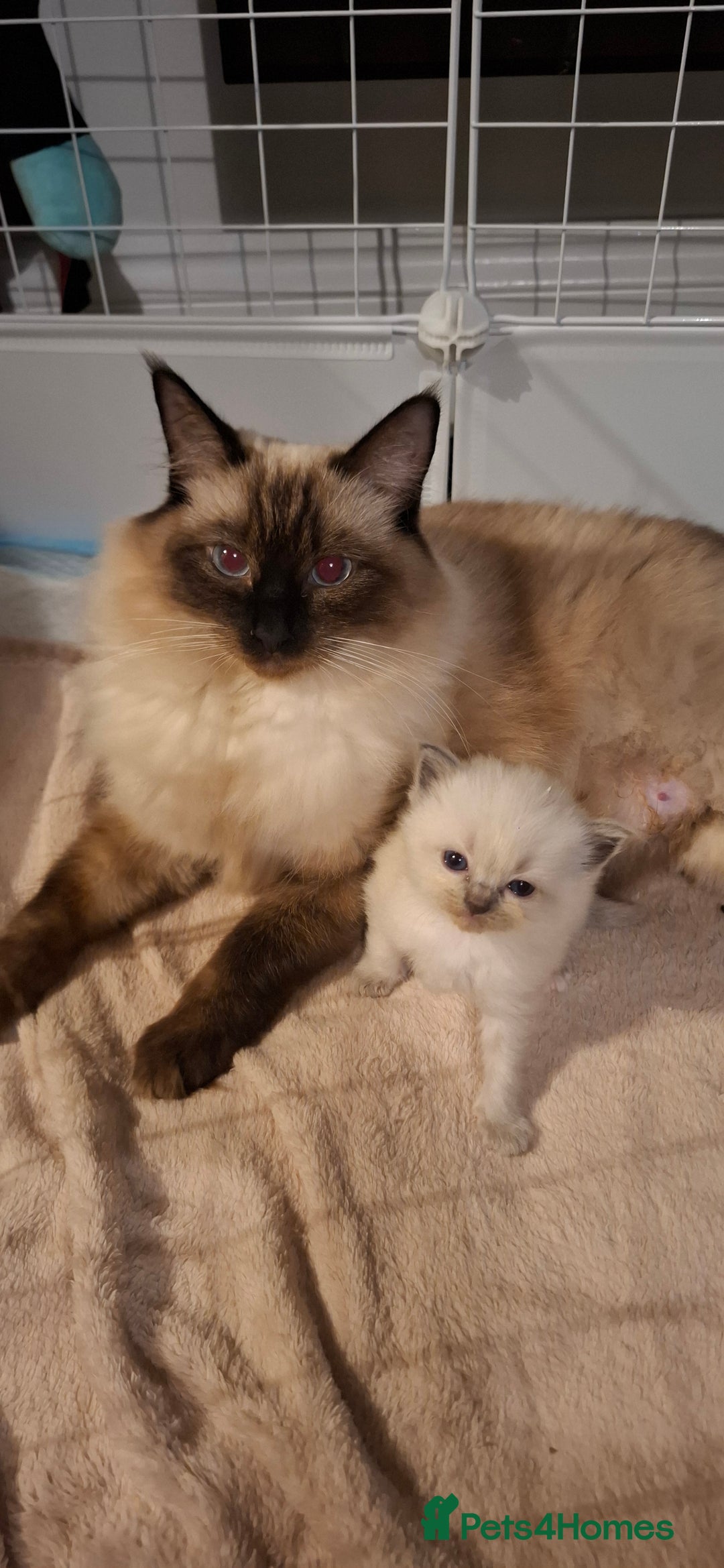 Ragdoll cats for sale: Ragdoll babies  - Image 24