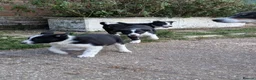 Border Collie dogs for sale: Border Collie Puppies for sale - Advert 11