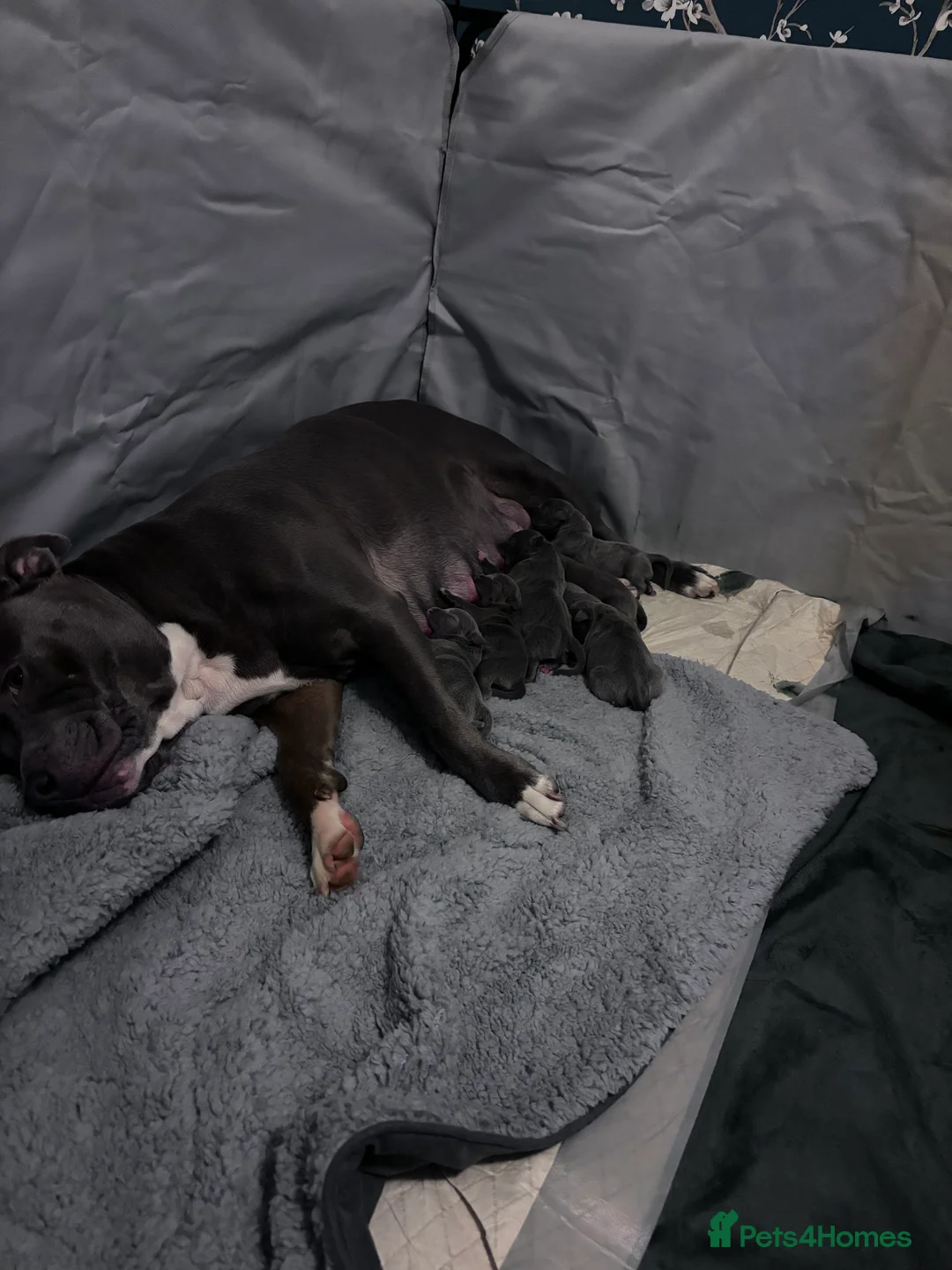 Staffordshire Bull Terrier dogs for sale: Beautiful blue Staffy pups  - Advert 5