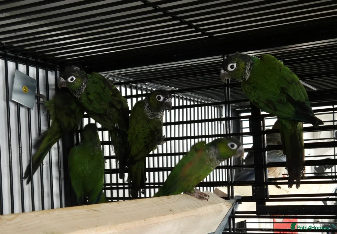 Parakeets birds for sale: FINCHES to parrots - Advert 9