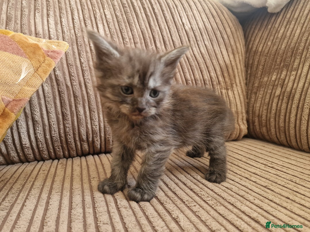 Maine Coon cats for sale: Maine coon cross - Image 8