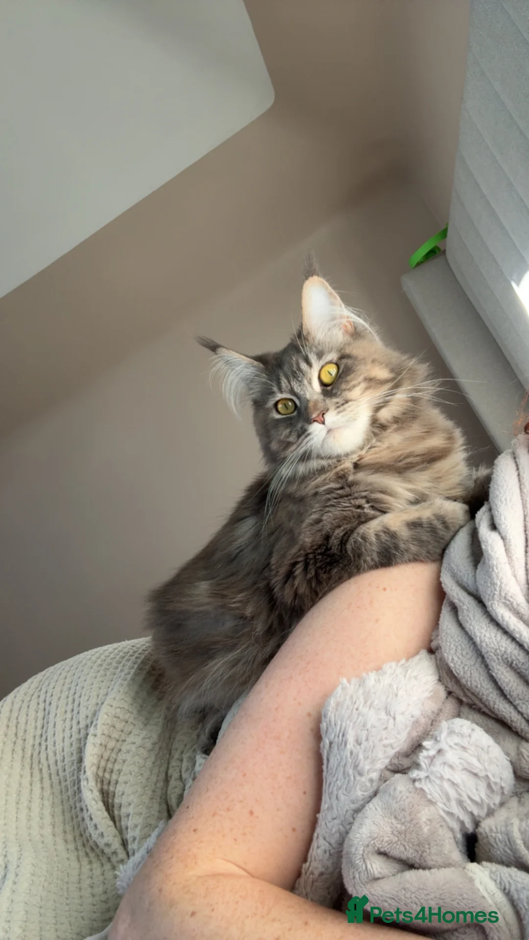 Maine Coon cats for sale: Mainecoon x Kittens - Advert 4