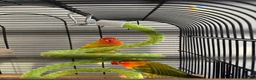 Lovebirds birds for sale: Kiwi & Mango - Bonded Lovebird Pair in South Ockendon - Advert 4