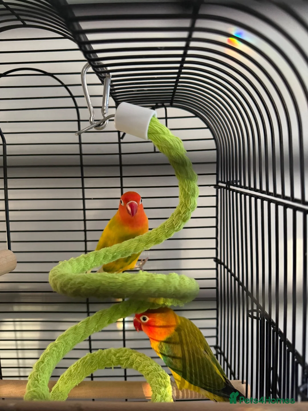 Lovebirds birds for sale: Kiwi & Mango - Bonded Lovebird Pair in South Ockendon - Advert 4