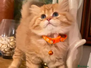 British Longhair cats British longhair - Advert 4