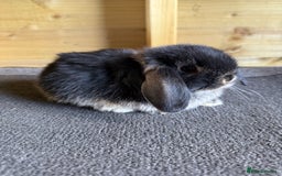 Mini Lop rabbits for sale: 🖤🩶 GORGEOUS LITTER OF PUREBRED MINI LOPS 🖤🩶 - Image 7