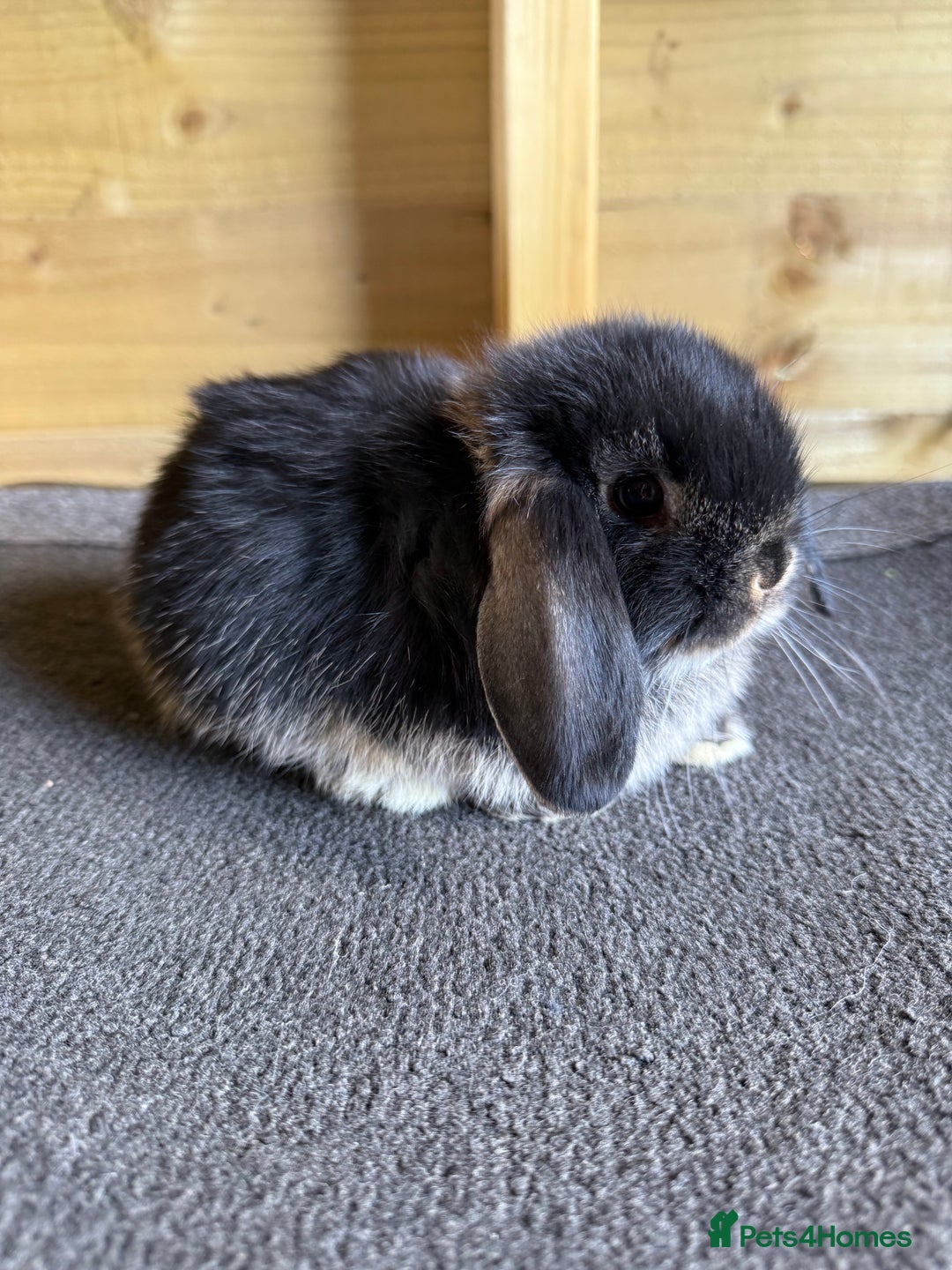 Mini Lop rabbits for sale: 🖤🩶 GORGEOUS LITTER OF PUREBRED MINI LOPS 🖤🩶 - Image 7