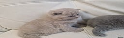 British Shorthair cats for sale: British Shorthair Kittens Blue and Lilac. - Advert 5