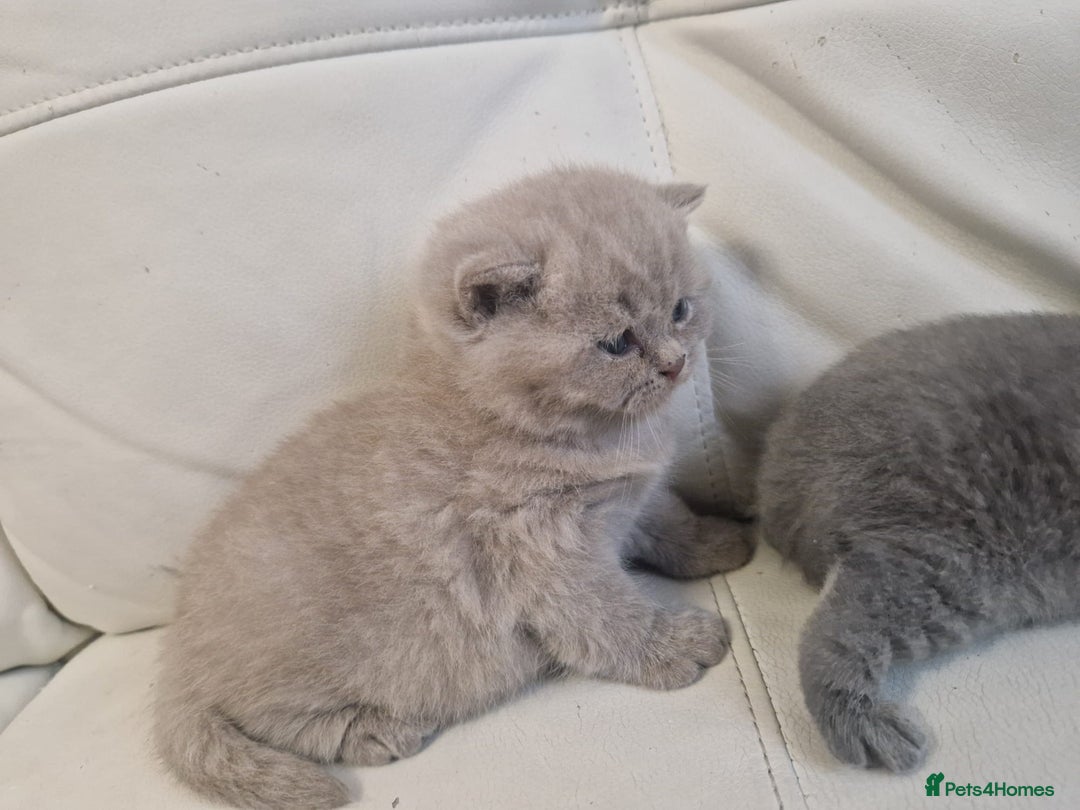 British Shorthair cats for sale: British Shorthair Kittens Blue and Lilac. - Advert 5
