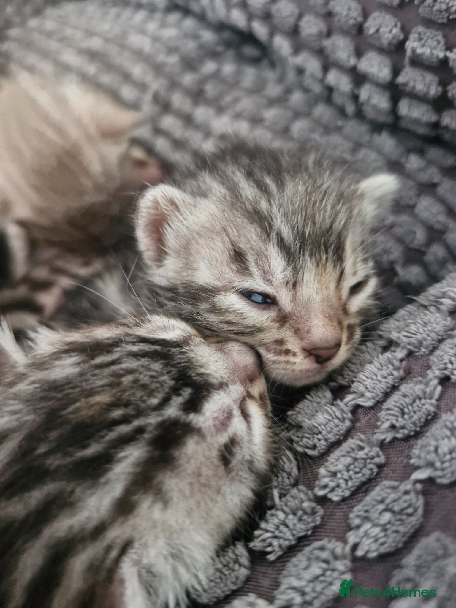 Bengal cats TICA Genetic Health Tested Snow Silver Kittens - Advert 2