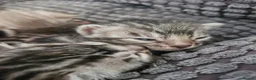 Bengal cats for sale: TICA Genetic Health Tested Snow Silver Kittens - Advert 2