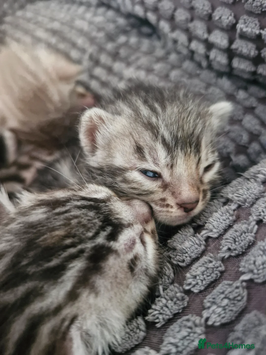Bengal cats for sale: TICA Genetic Health Tested Snow Silver Kittens - Advert 2