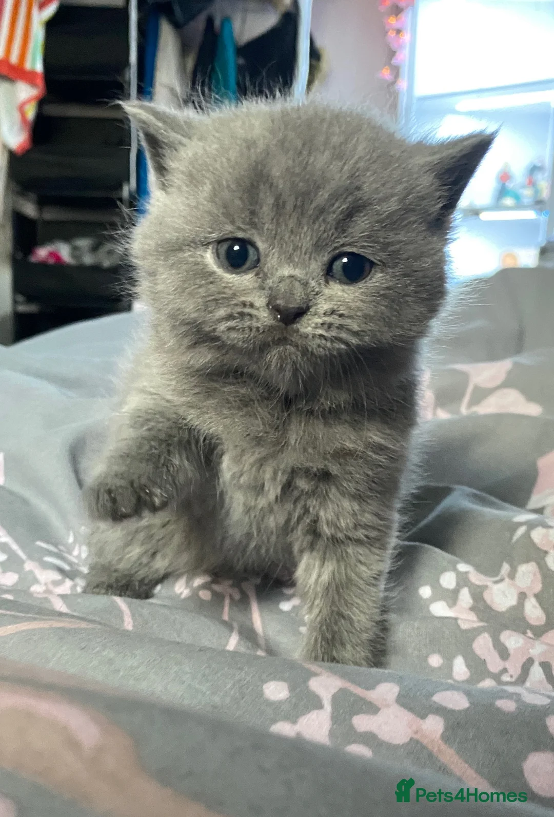 British Shorthair cats for sale: British blue shorthair x British blue long hair  - Advert 10