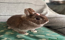 Netherland Dwarf rabbits for sale: pedigree Netherland dwarf Doe 1y0 free roam in Harrow - Image 5