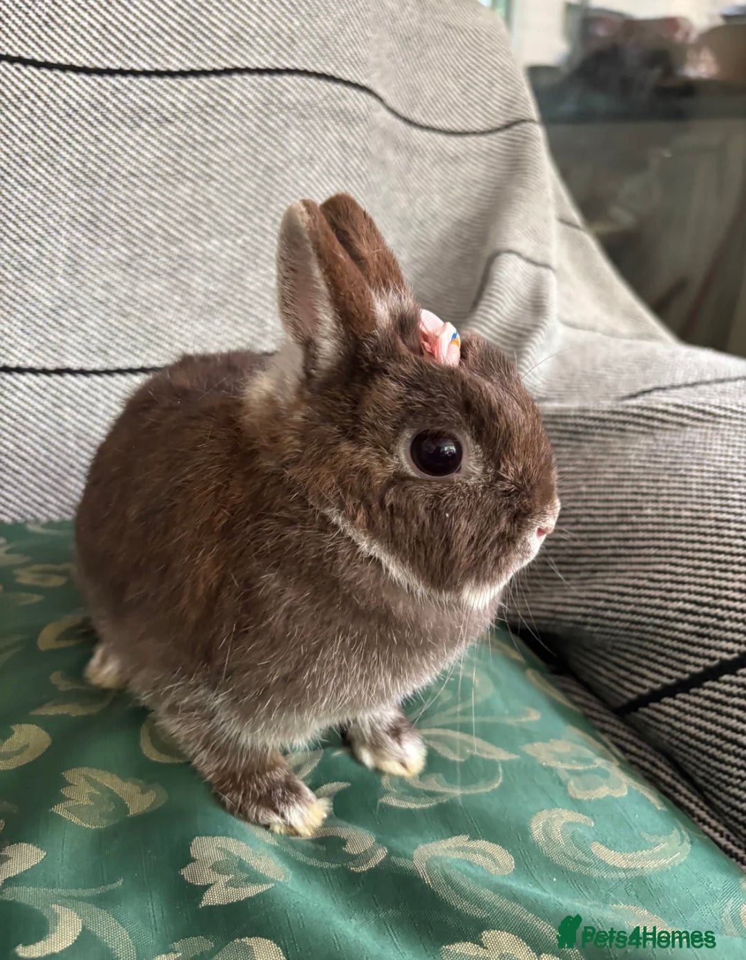 Netherland Dwarf rabbits for sale: pedigree Netherland dwarf Doe 1y0 free roam in Harrow - Image 5