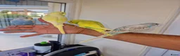 Budgerigars birds for sale: Super hand tamed baby budgies  - Advert 8