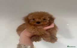 Toy Poodle dogs for sale: Rare parti/phantom Kc Reg Toy Poodle Puppies - Image 2