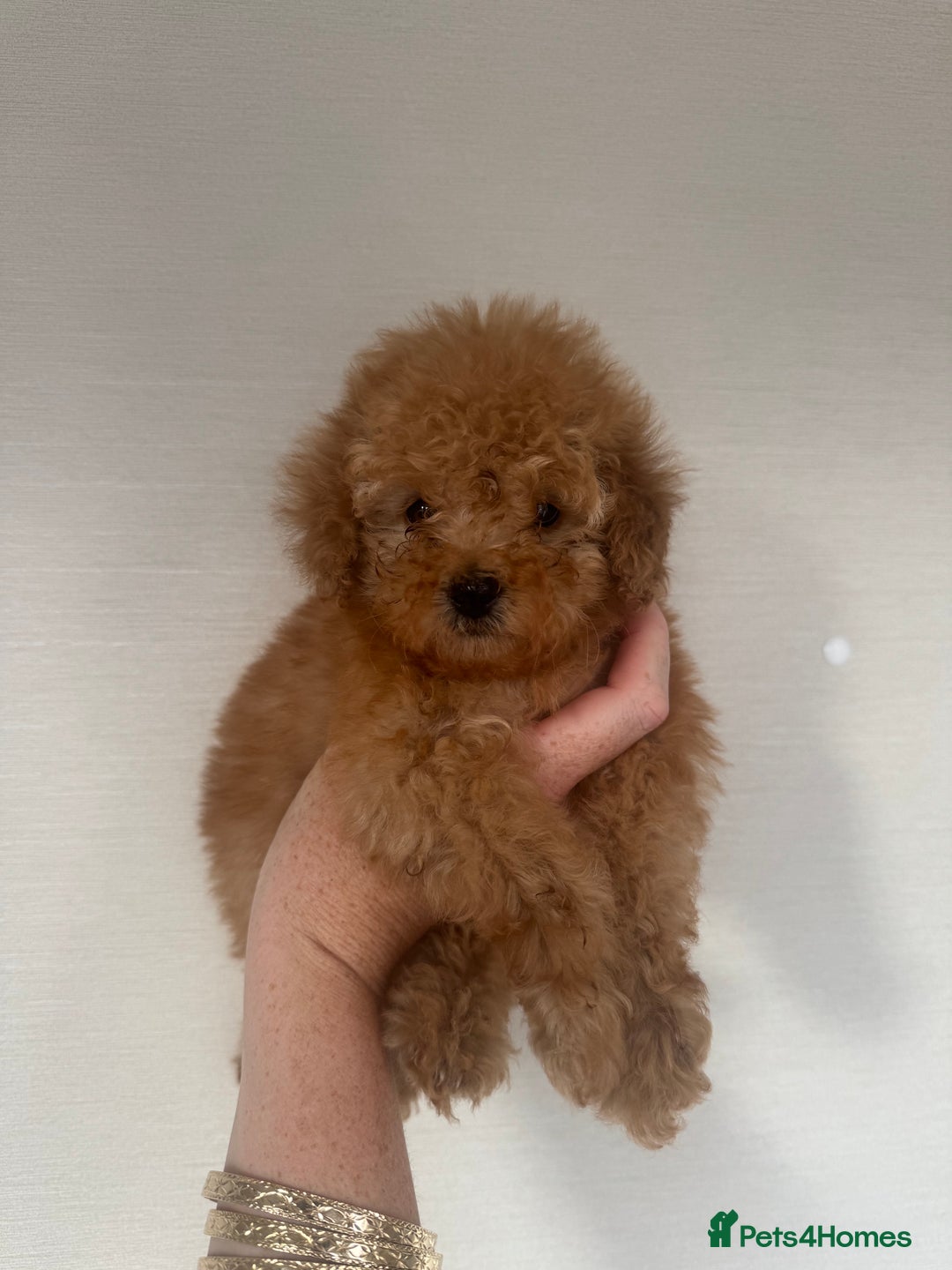 Toy Poodle dogs for sale: Rare parti/phantom Kc Reg Toy Poodle Puppies - Image 2