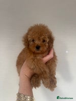 Toy Poodle dogs - Advert 2