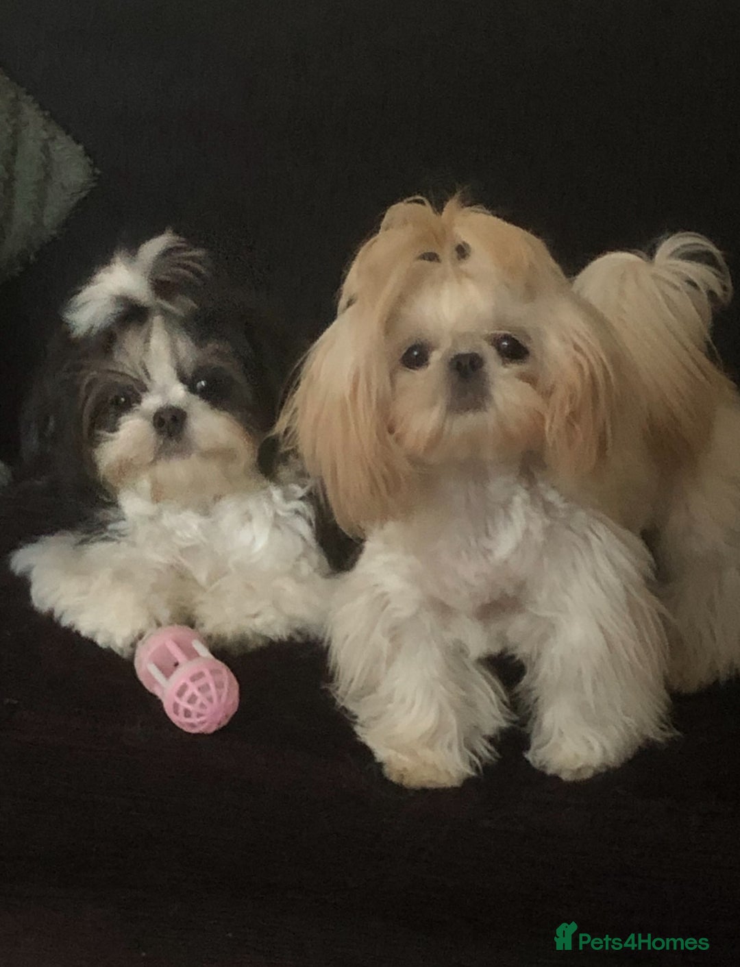 Shih Tzu dogs for sale: Gorgeous kc imperial Shih Tzu boy available  - Image 4