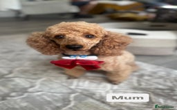 Miniature Poodle dogs for sale: Beautiful red miniature poodle KC Registered  - Image 18