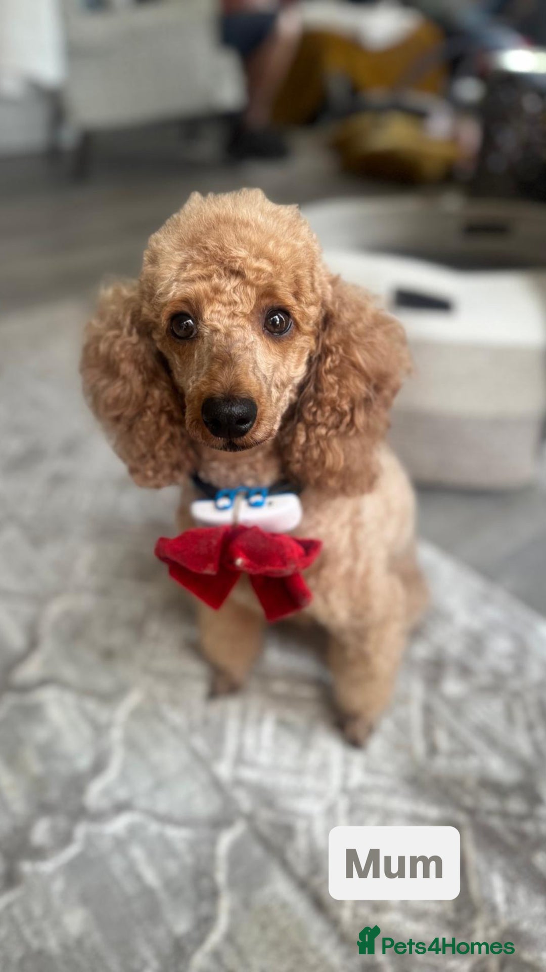 Miniature Poodle dogs for sale: Beautiful red miniature poodle KC Registered  - Image 18
