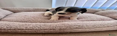Miniature Dachshund 1
