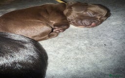 Cocker Spaniel dogs for sale: Cocker Spaniel Puppies - Image 19