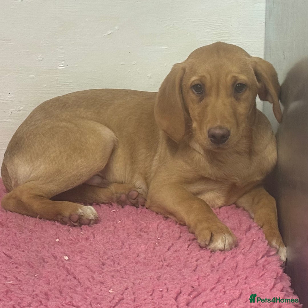Labrador Retriever dogs for sale: 🧡 Pale Fox Red Yellow Labrador Puppies 💛 - Advert 30