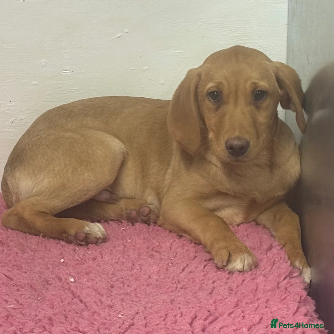 Labrador Retriever dogs for sale: 🧡 Pale Fox Red Yellow Labrador Puppies 💛 - Advert 30