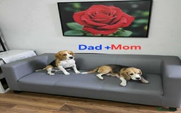 Beagle dogs for sale: Sweet litter of tri-colored beagle - Image 13