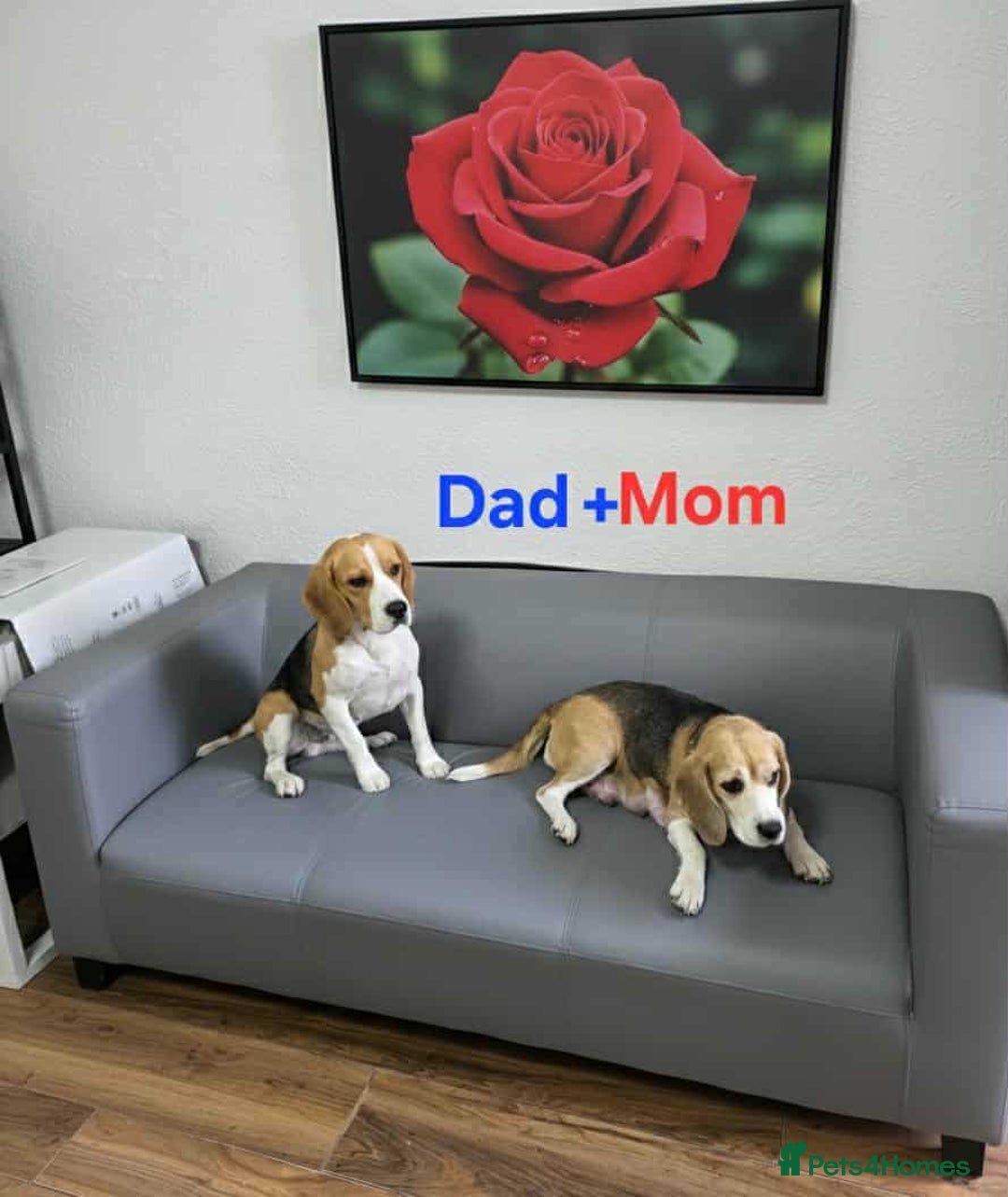 Beagle dogs for sale: Sweet litter of tri-colored beagle - Image 13