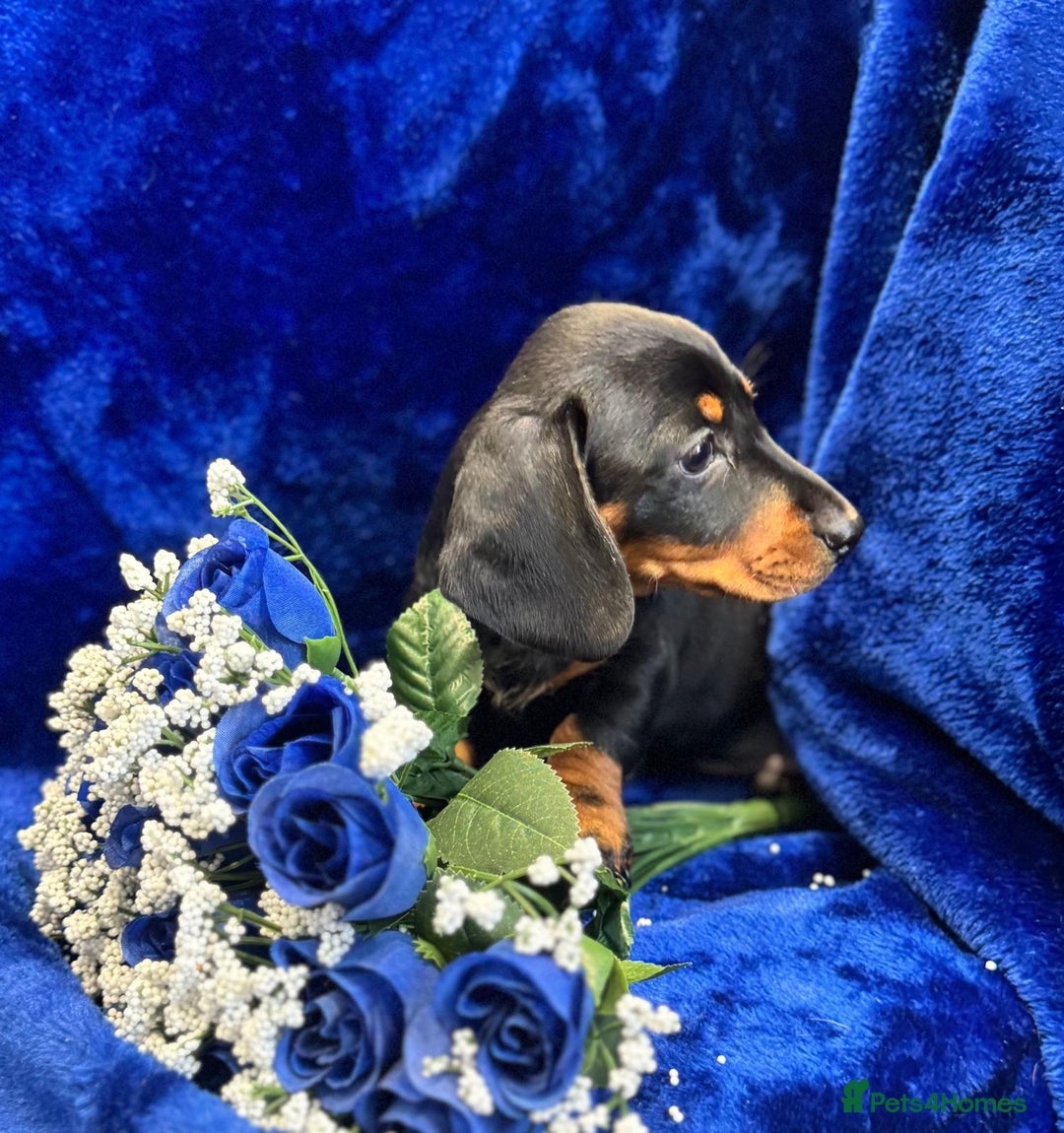 Dachshund dogs for sale: Male Dachshund 😘 xx ready for a new home  - Advert 9