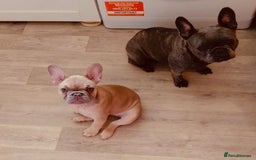 French Bulldog dogs for sale: KC reg French bulldog boy for rehoming  - Image 5